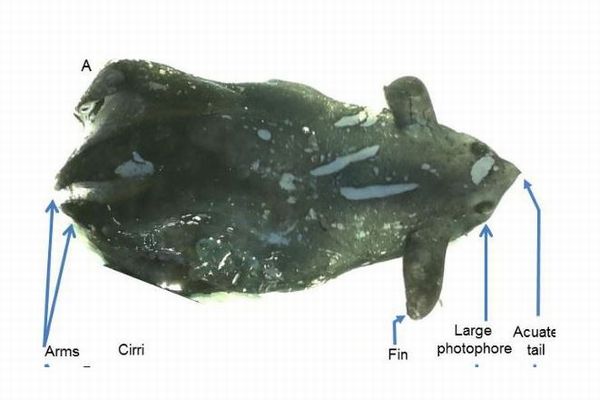 中国の科学者が珍しい「吸血イカ」を発見、新種の可能性