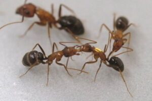 アリがケガをした仲間の足を切断、損傷の度合いを判断し、手術をしていた！