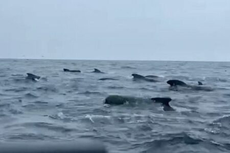 大西洋を1人で横断していたボートの前に、突然数多くのクジラが出現