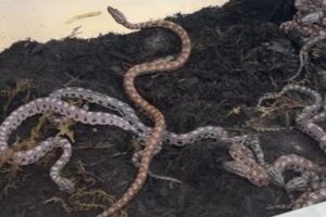 オスだと思われていたヘビが処女懐胎、研究者も驚愕