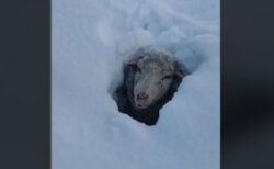 アルゼンチンで猛烈な吹雪、羊たちが雪に埋まってしまう【動画】