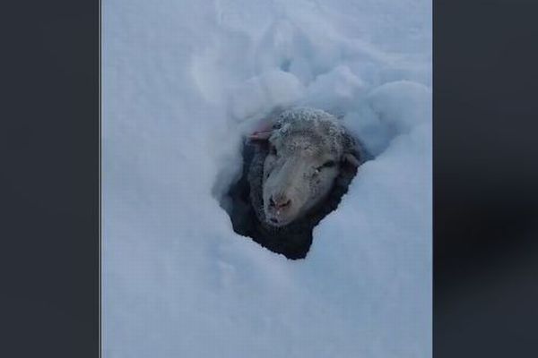 アルゼンチンで猛烈な吹雪、羊たちが雪に埋まってしまう【動画】