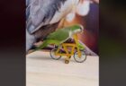 小さな自転車も乗りこなすインコ、さまざまな芸を披露【動画】
