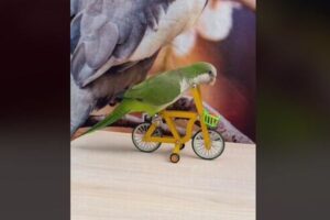 小さな自転車も乗りこなすインコ、さまざまな芸を披露【動画】