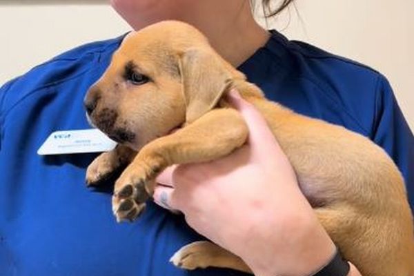 ハチに刺されてしまった子犬、顔がパンパンに膨れてしまう【動画】