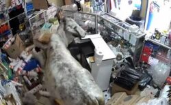南米コロンビアの店に牛が侵入、めちゃくちゃに破壊する【動画】