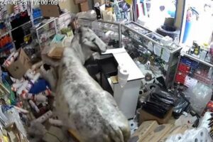 南米コロンビアの店に牛が侵入、めちゃくちゃに破壊する【動画】