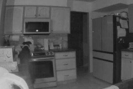 犬が真夜中にオーブンをつけて発火、家が火事になる瞬間【動画】