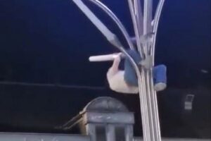 街灯に挟まったカモメ、男性がよじ登り救出【動画】