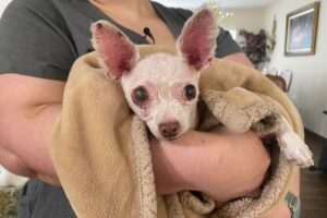 9年間行方不明だったワンコ、無事に飼い主のもとへ戻される