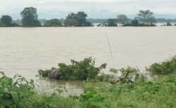 インド北東部の国立公園で洪水、130頭以上の野生動物が死亡