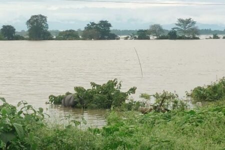 インド北東部の国立公園で洪水、130頭以上の野生動物が死亡