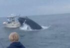 海面からジャンプしたクジラがボートに衝突、2人が海へ投げ出される【動画】