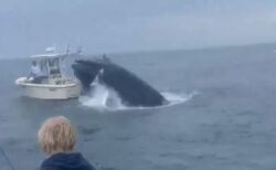 海面からジャンプしたクジラがボートに衝突、2人が海へ投げ出される【動画】
