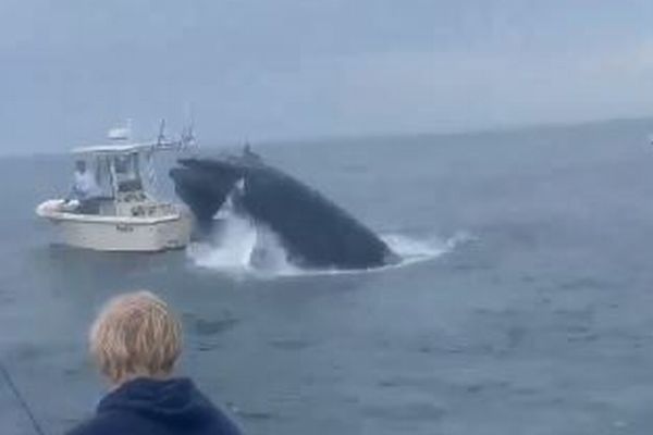 海面からジャンプしたクジラがボートに衝突、2人が海へ投げ出される【動画】