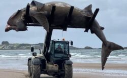 英の海岸に巨大なサメの死骸が打ち上がる、フォークリフトで撤去