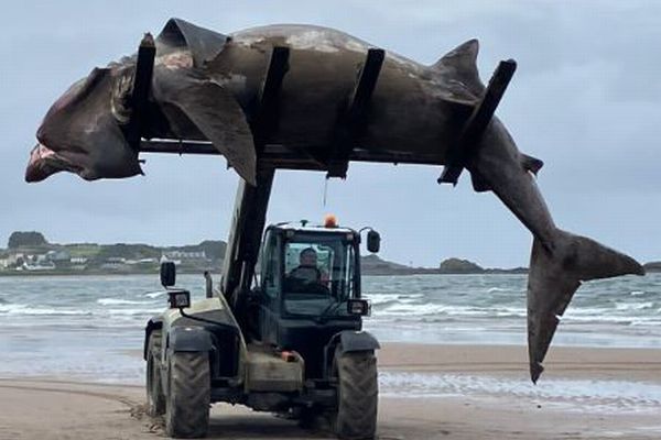 英の海岸に巨大なサメの死骸が打ち上がる、フォークリフトで撤去