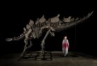 ステゴサウルスのほぼ完全な骨格、NYのオークションに出品予定