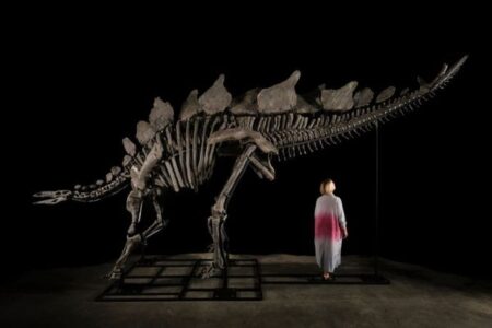 ステゴサウルスのほぼ完全な骨格、NYのオークションに出品予定