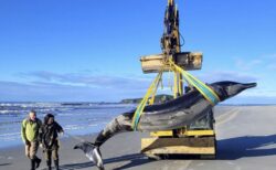 NZの海岸にクジラが漂着、目撃例の少ない稀少種である可能性