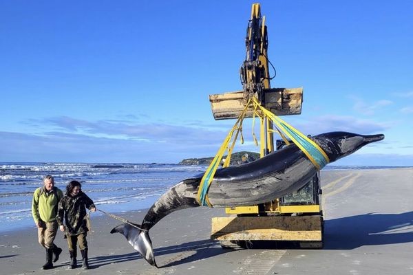 NZの海岸にクジラが漂着、目撃例の少ない稀少種である可能性