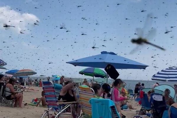 米のビーチにトンボの大群が出現、海水浴客もびっくり【動画】