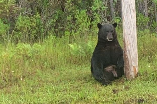 米警察、人々に野生のクマと自撮りをしないよう呼びかけ