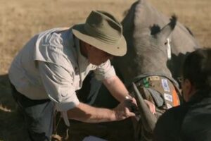 サイの密猟防止プロジェクトで、角に放射性物質を埋め込む【南アフリカ】