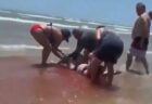 海水浴客も恐怖、血に染まった浅瀬にサメに噛まれた女性【動画】