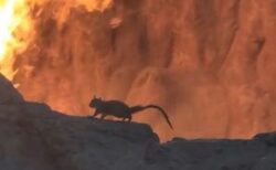 ディズニーで、リスがアトラクションの炎に接近、観光客がパニックに【動画】