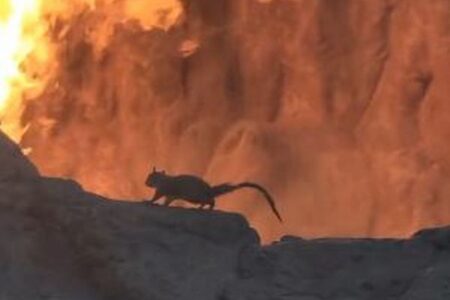 ディズニーで、リスがアトラクションの炎に接近、観光客がパニックに【動画】