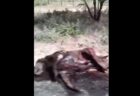 ブラジルの道路で死んでいた謎の巨獣、未確認生物チュパカブラか？
