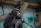 チンパンジーも手を使ったジェスチャーで、素早くコミュニケーションをしている