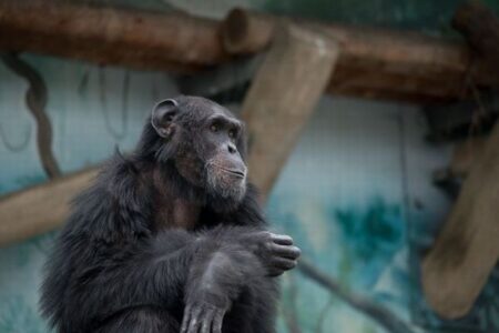 チンパンジーも手を使ったジェスチャーで、素早くコミュニケーションをしている