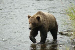 高齢男性がグリズリーを射殺、襲われて負傷【アメリカ】