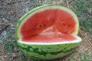 毒入りのスイカを食べたロシア兵12人が死亡、30人が入院【ウクライナ】