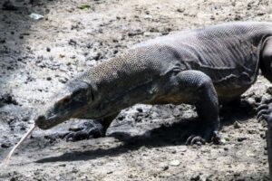 コモドドラゴンの鋭い歯は、鉄分でコーティングされていることが判明