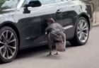 もう、やめて！野生の七面鳥が車を突っつき、傷だらけにしてしまう【動画】