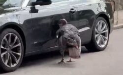 もう、やめて！野生の七面鳥が車を突っつき、傷だらけにしてしまう【動画】