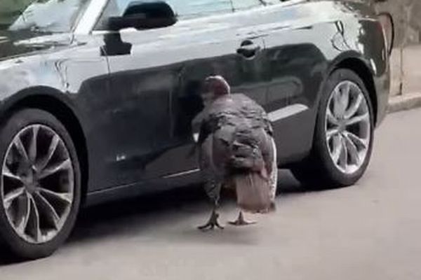 もう、やめて！野生の七面鳥が車を突っつき、傷だらけにしてしまう【動画】