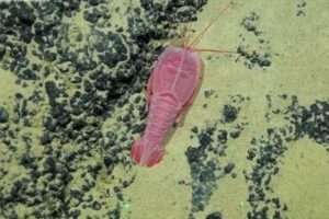 チリ沖の海底探査で、20種に及ぶ海洋生物の新種を特定