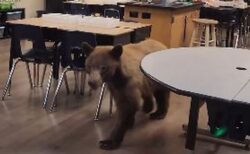 小学校の教室にクマが侵入、新学期の準備をしていた先生もびっくり【動画】