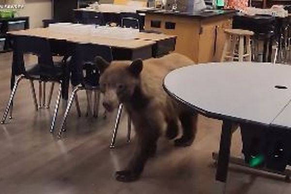 小学校の教室にクマが侵入、新学期の準備をしていた先生もびっくり【動画】