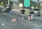 高速道路の事故現場にオムツをはいた2人の幼児、一体なぜ？【動画】