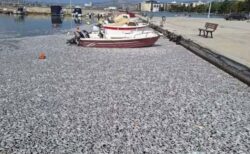 ギリシャで魚が大量死、数百万匹の死骸が港を覆いつくす【動画】