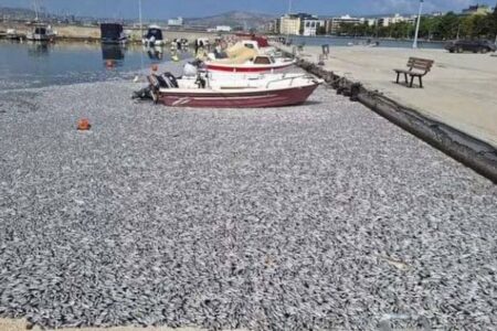 ギリシャで魚が大量死、数百万匹の死骸が港を覆いつくす【動画】