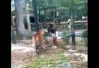 女性が動物園で、柵を乗り越えてトラに接近、危うく手を噛まれそうになる