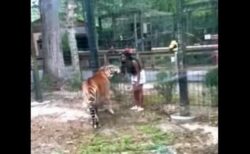 女性が動物園で、柵を乗り越えてトラに接近、危うく手を噛まれそうになる