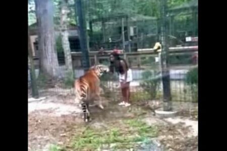 女性が動物園で、柵を乗り越えてトラに接近、危うく手を噛まれそうになる