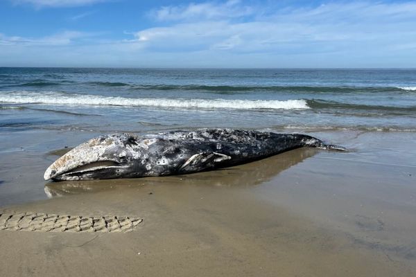 クジラの座礁は寄生虫が原因か？新たな研究でその可能性が浮上